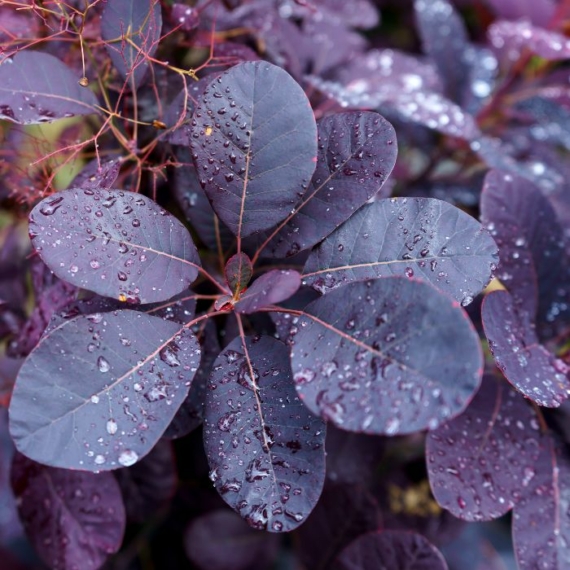 Cotinus Royal Purple decorează cu frunze deosebite în întreaga vegetație. 