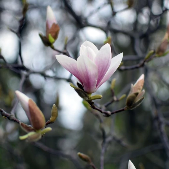 Magnolia soulangeana primăvara, la începutul înfloririi. 