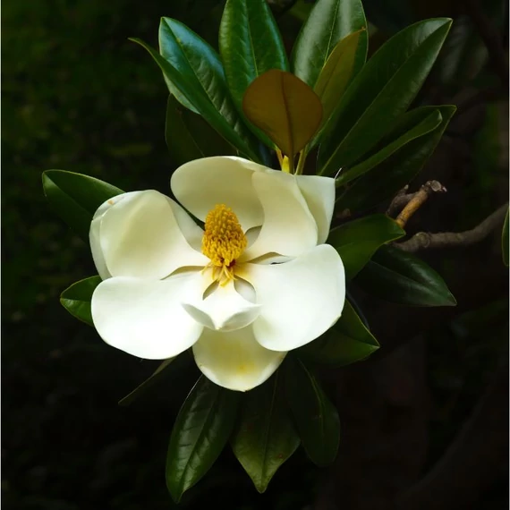 Floarea galbenă și frunzele decorative a magnoliei Yellow River. 