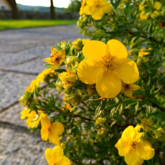 Potentilla cu flori galbene gingașe, înflorită. 