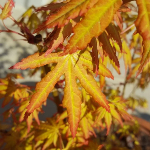 Frunzele galbene ale arțarului japonez Katsura se schimbă în verde vara. 