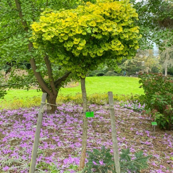 Ginkgo biloba Mariken decorează grădina cu coroana sa sferică. 