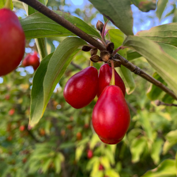 Fructele roșii ale cornului european. 