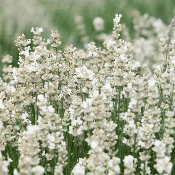 Lavandă cu flori albe