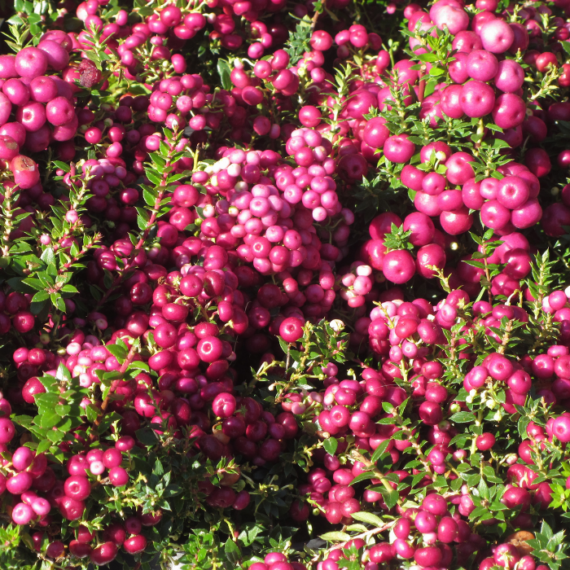 Fructele roz ale plantei Gaultheria mucronata.
