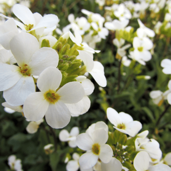 Floare de gâscăriță gingașă cu flori albe primăvara. 