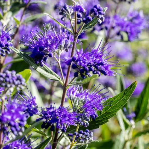 Flori de Caryopteris clandonensis Heavenly Blue.