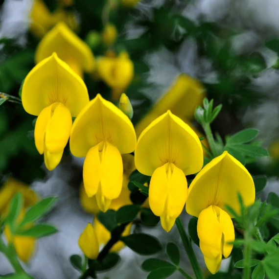 Flori galbene de Cytisus procumbens.