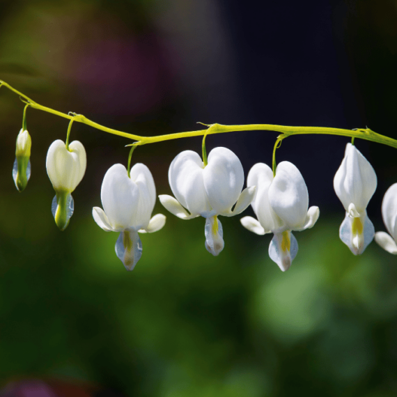 Florile albe în formă de inimă decorează minunat grădina de primăvară. 