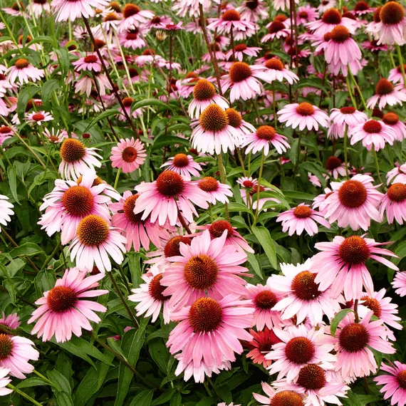 Echinaceea purpurie - Gardencentrum.net magazin online de grădinărit