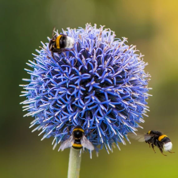 Inflorescențele globulare, albastre ale ciulinului sunt adesea vizitate de insecte. 