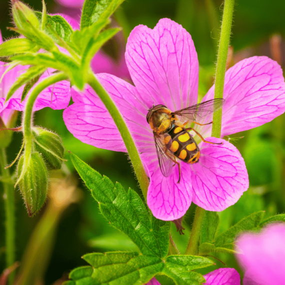 Ciocul berzei englez Cambridge este potrivit în grădinile prietenoase cu insectele