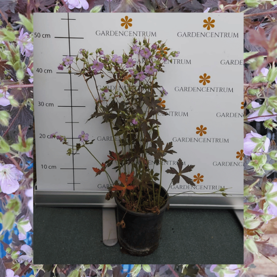 Ciocul berzei este plantat populară a straturilor de flori însorite și semiumbrite. 