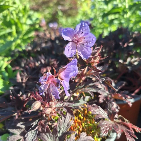 Ciocul berzei este plantat populară a straturilor de flori însorite și semiumbrite. 