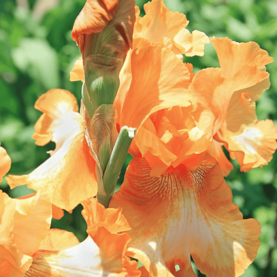 Inflorescența irisului. 