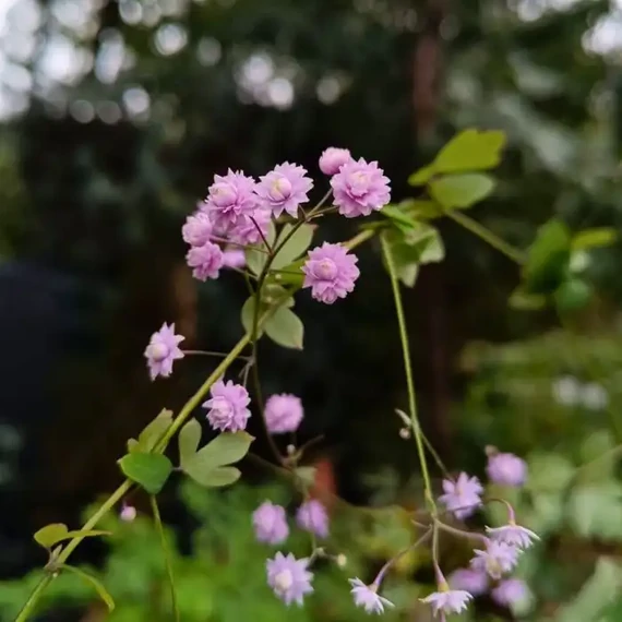 Thalictrum delavayi Hewitt's Double cu flori pline în centrul nostru de grădinărit în septembrie.