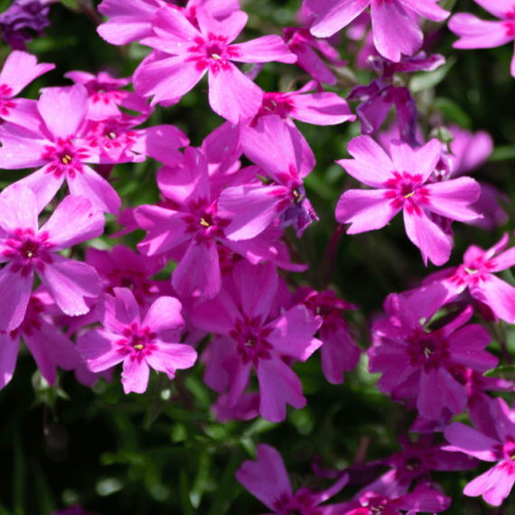 Florile de Phlox subulata au o culoare de roz intens. 