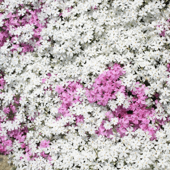 Câteva versiuni cu flori roz, amestecate între brumărele alb, arată minunat.
