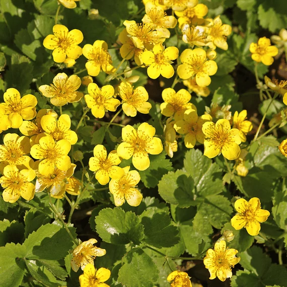 Flori galbene de Waldsteinia ternata