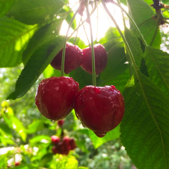 Prunus subg. cerasus Germersdorfi 45.