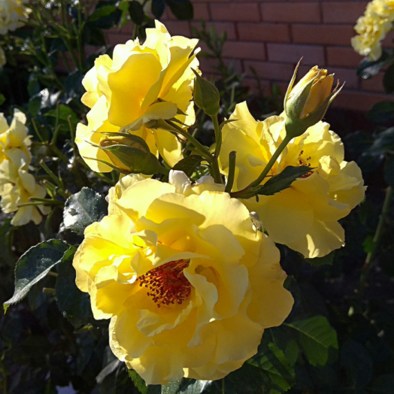 Trandafir acoperitor de sol cu flori galbene. 