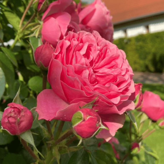 Trandafirii sunt plante populare în grădinile ornamentale.  