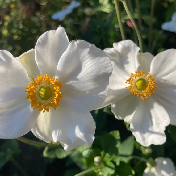 Floarea vântului își aduce florile pe tulpini înălțate. 