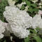 Hydrangea paniculata Grandiflora MT50 - Hortensie tip pomișor