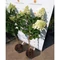 Hydrangea paniculata Silver Dollar MT60 - Hortensie tip pomișor