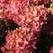 Hydrangea paniculata Wim's Red MT90 - Hortensie paniculata tip pomișor