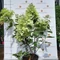 Hydrangea paniculata Phantom K5 - Hortensie Phantom 