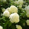 Hydrangea paniculata Silver Dollar K2 - Hortensie paniculata Silver Dollar