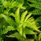 Polystichum polyblepharum - Feriga de grădină