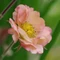 Geum Mai Tai 
