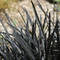 Ophiopogon planiscapus Niger P9 - Barba șarpelui