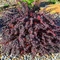 Berberis thunbergii K2 - Drăcilă japoneză pitică
