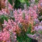 Berberis thunbergii Rose Glow K2 - Drăcilă