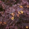 Berberis thunbergii Concorde C2 - Drăcilă purpurie pitică