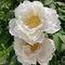 Paeonia suffruticosa MIX - Bujor arbustiv 