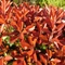 Photinia x fraserii Little Red Robin P17 - Photinia pitică