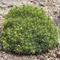 Picea glauca Alberta Globe C2 - Molid pitic globular