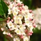 Viburnum x burkwoodii - Călin