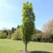 Carpinus betulus Fastigiata K5 - Carpen columnar