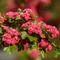 Crataegus Paul's Scarlet - Păducel cu flori roșii