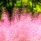 Muhlenbergia sp P14 - Iarbă ornamentală de Texas