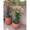Bougainvillea XL - Floare de hârtie
