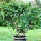 Ficus carica Brown Turkey - Smochin