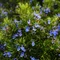 Rosmarinus officinalis - Rozmarin