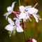 Gaura lindheimeri - Floarea albinei albă