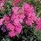 Achillea millefolium  - Coada șoricelului cu flori roz intense